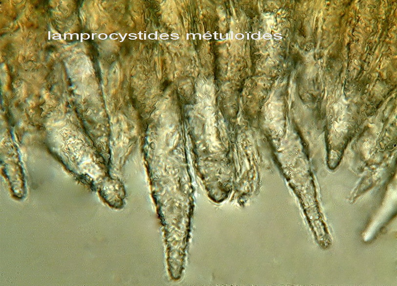 CrostaGrigiastraSuGinepro-foto6168(Peniophora junipericola)